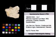 Foto (Objekt + Etikett) von Pithonoton marginatum (von Meyer, 1842)  (NHMW-GEO-1990-0041-2552)